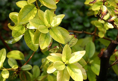 @image